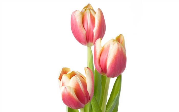 Velký tulipán tapetu (4) #14