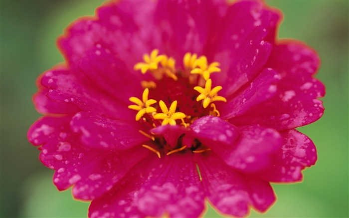 fleurs fond d'écran Widescreen close-up (8) #9