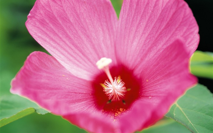 fleurs fond d'écran Widescreen close-up (10) #1