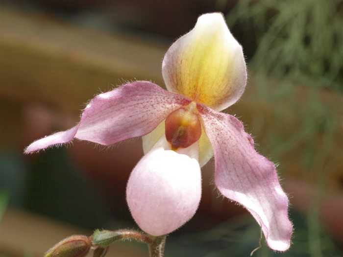 Phalaenopsis (dawenwei práce) #11