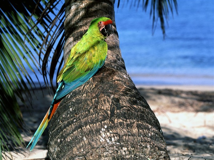 Parrot Tapete Fotoalbum #6