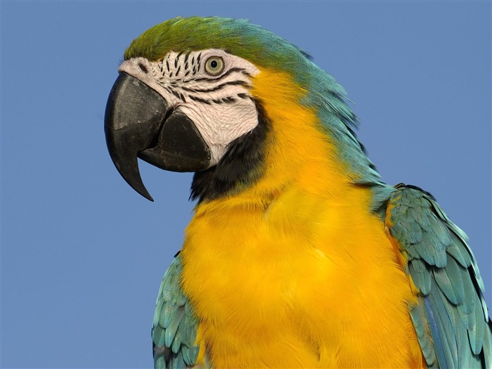 Parrot Tapete Fotoalbum #20