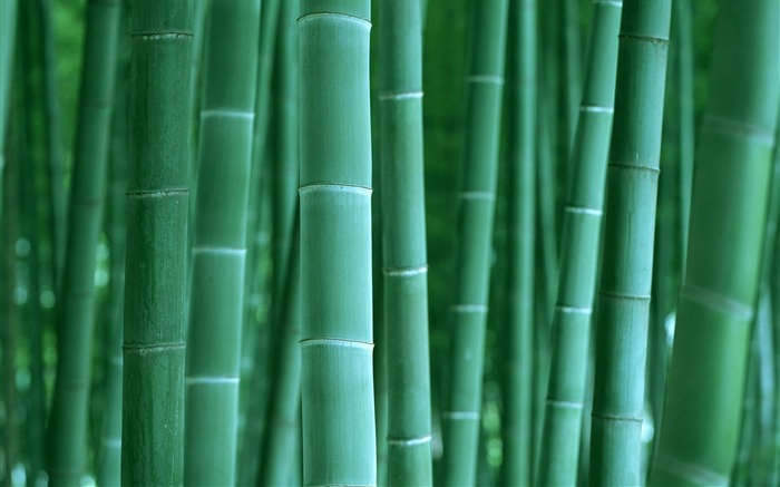 Zelené bambusové tapety alba #2