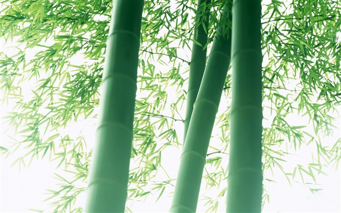 Fond d'écran de bambou vert albums #7