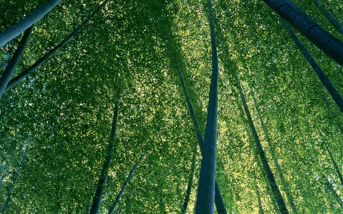 Zelené bambusové tapety alba #11