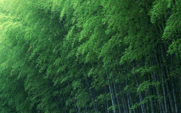 Fond d'écran de bambou vert albums #12