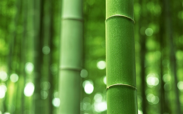 Зеленый бамбук альбомы обои #15