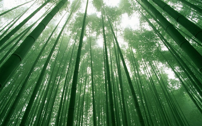 Зеленый бамбук альбомы обои #17