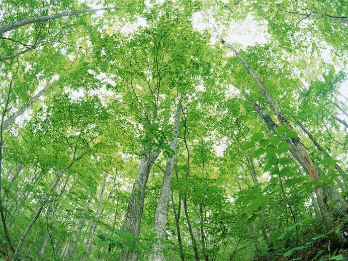 Green leaf photo wallpaper (2) #8