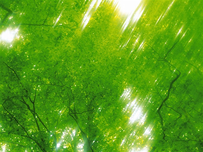 Green leaf photo wallpaper (5) #6