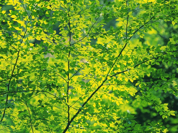 Green leaf photo wallpaper (5) #11