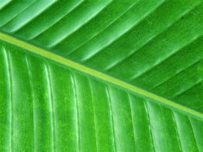 Green leaf photo wallpaper (6) #2