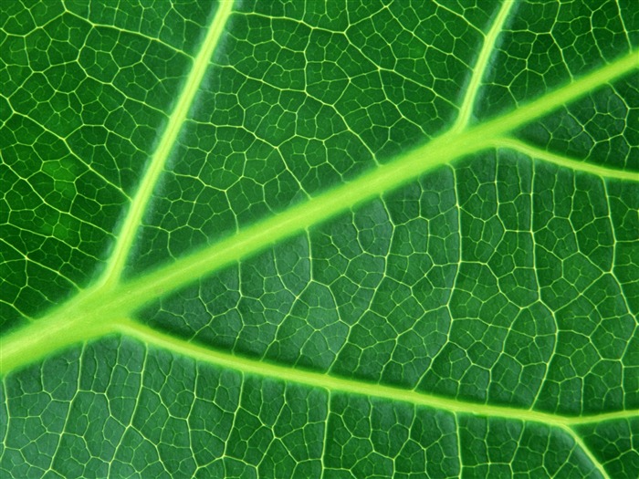 Green leaf photo wallpaper (6) #15