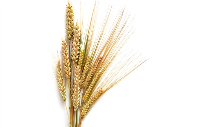 Пшеница обои (1) #3