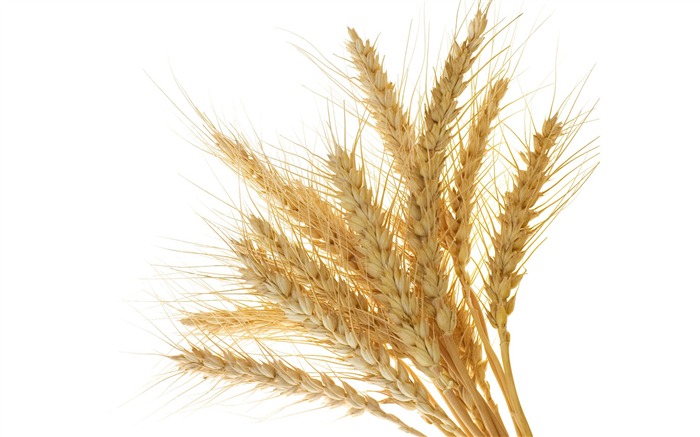 Пшеница обои (1) #4