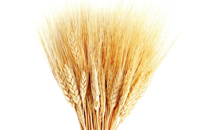 小麦の壁紙 (1) #11