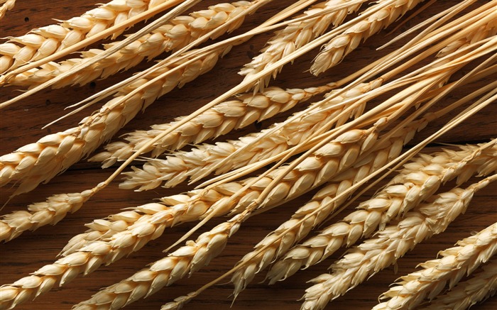 Пшеница обои (2) #7