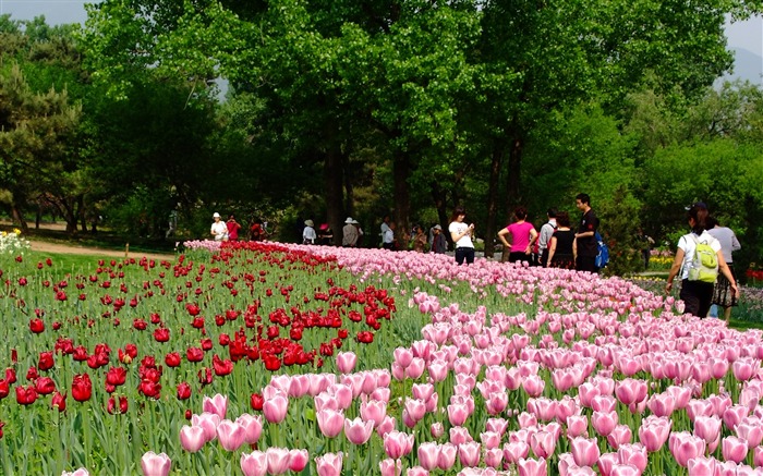 Xiangshan jardín principios del verano (obras barras de refuerzo) #2