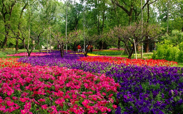 Xiangshan jardín principios del verano (obras barras de refuerzo) #9