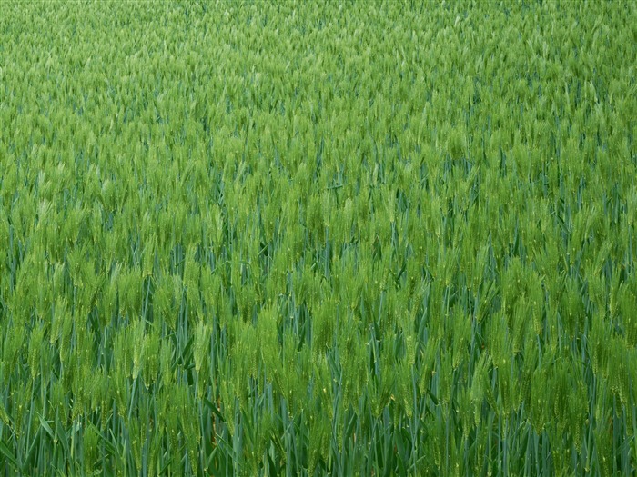 Обои пшеничном поле (2) #7