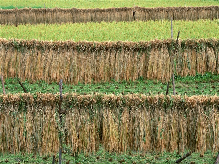The wheat field wallpaper (21) #20