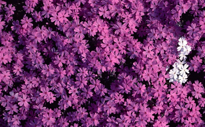 1680 Blumen grünes Blatt Hintergrundbild (1) #17