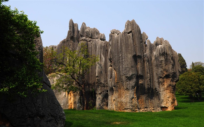 Каменный лес в провинции Юньнань линии (1) (работ киданей волка) #3