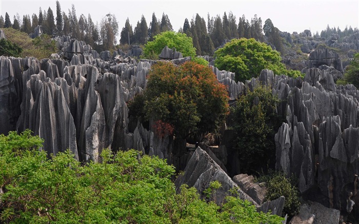 Каменный лес в провинции Юньнань линии (1) (работ киданей волка) #10