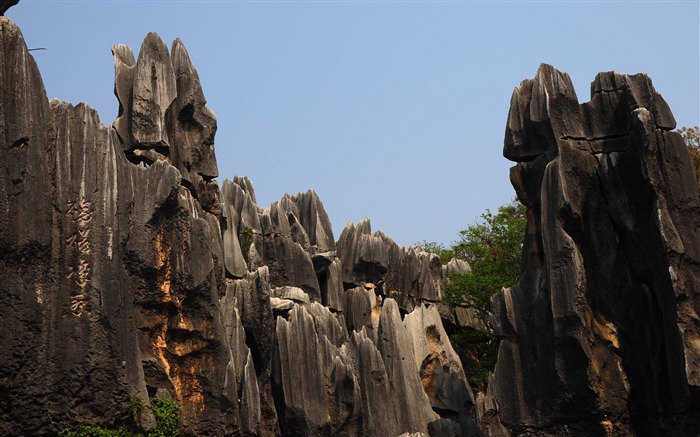Каменный лес в провинции Юньнань линии (1) (работ киданей волка) #13