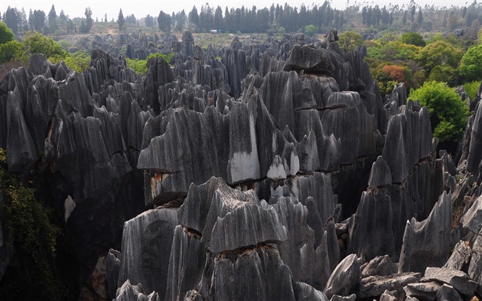 Каменный лес в провинции Юньнань линии (1) (работ киданей волка) #17