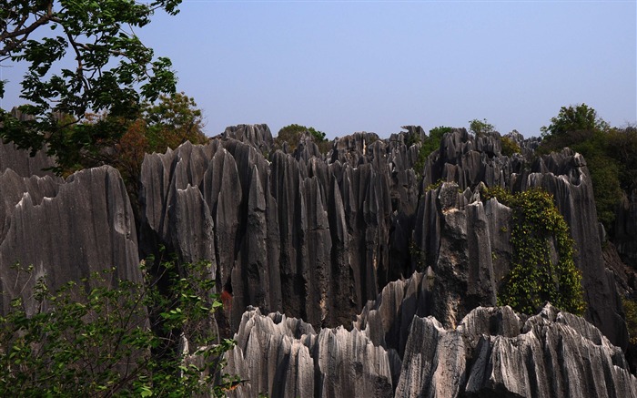Каменный лес в провинции Юньнань линии (1) (работ киданей волка) #19