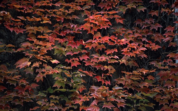 1680 꽃 녹색 잎 배경 벽지 (3) #9