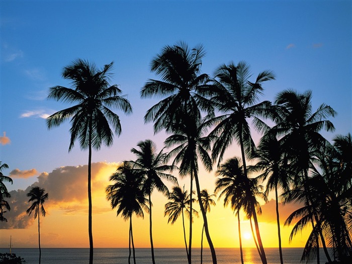 Fond d'écran Palm arbre coucher de soleil (1) #7