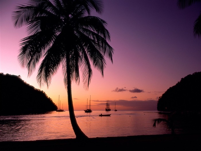 Fond d'écran Palm arbre coucher de soleil (1) #19