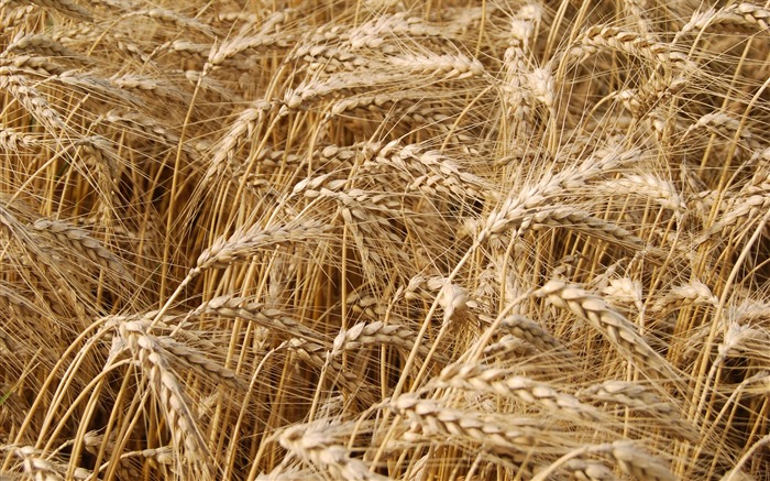 Пшеница обои (4) #2