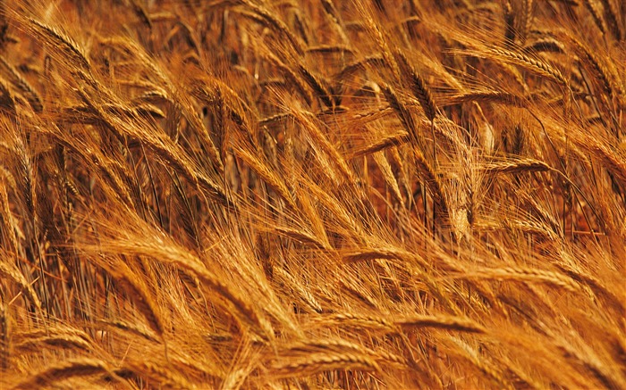 Wheat wallpaper (4) #4