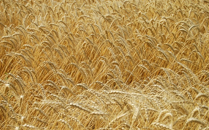 Wheat wallpaper (4) #8