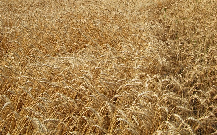 Пшеница обои (4) #15