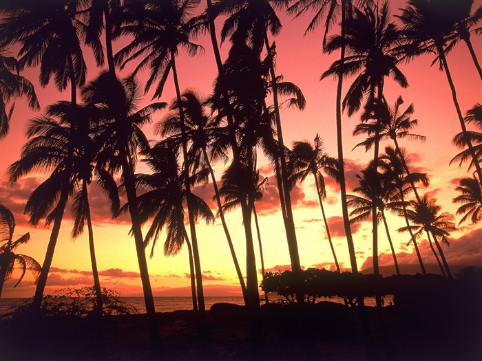 Palm tree sunset wallpaper (2) #3