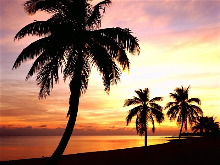Fond d'écran Palm arbre coucher de soleil (2) #7