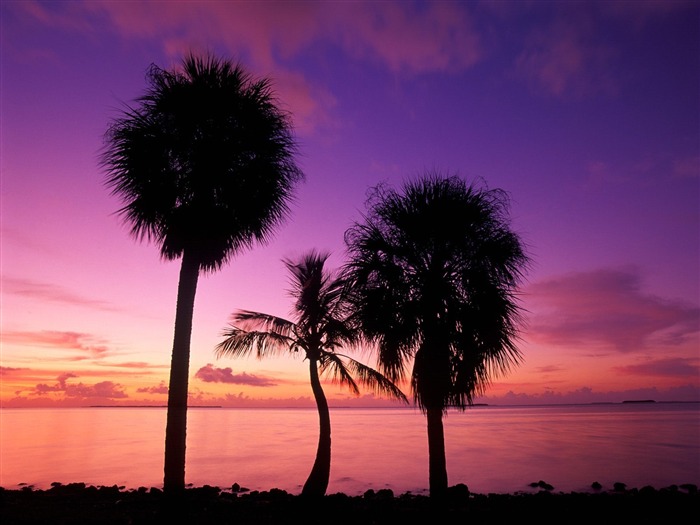 Palm tree sunset wallpaper (2) #8