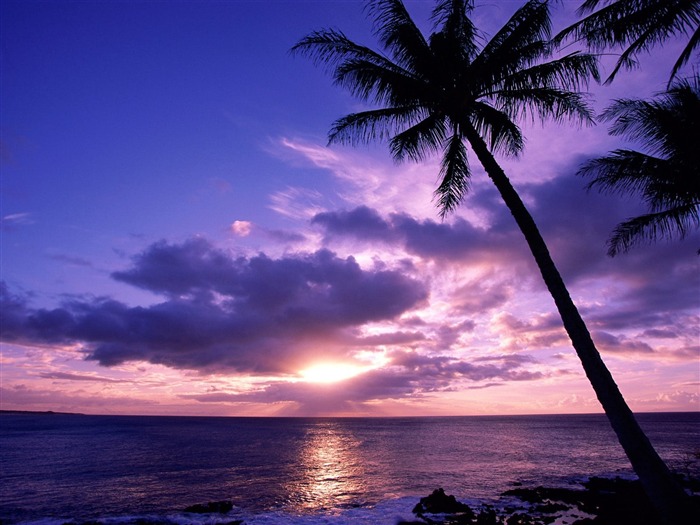 Fond d'écran Palm arbre coucher de soleil (2) #15