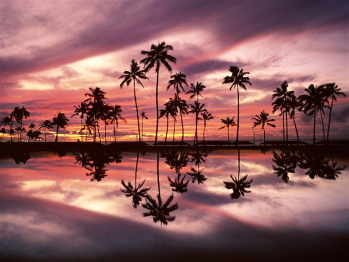 Fond d'écran Palm arbre coucher de soleil (2) #16