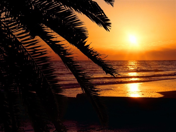 Fond d'écran Palm arbre coucher de soleil (2) #19