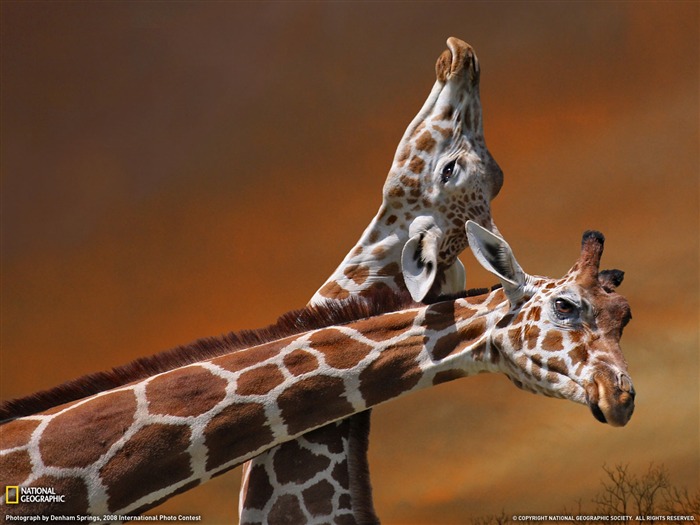 National Geographic album papier peint des animaux (2) #11