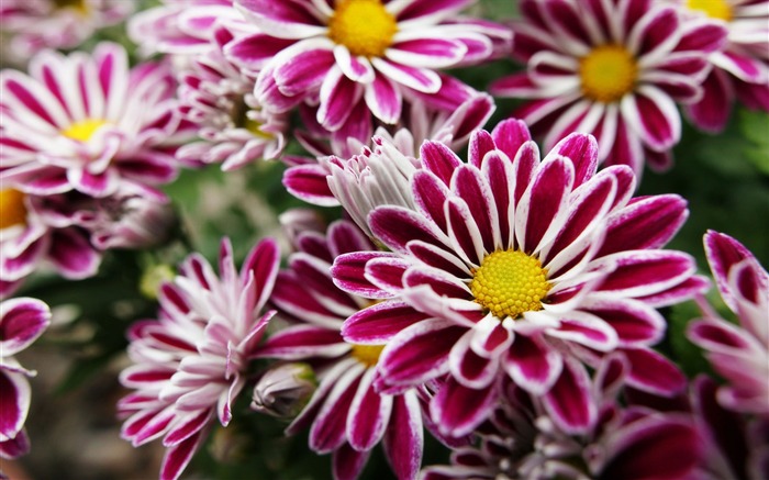 fleurs fond d'écran Widescreen close-up (11) #12