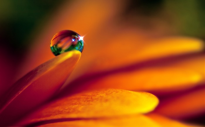 HD wallpaper flowers and drops of water #1