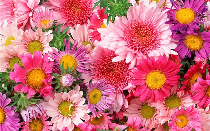 fleurs fond d'écran Widescreen close-up (12) #1