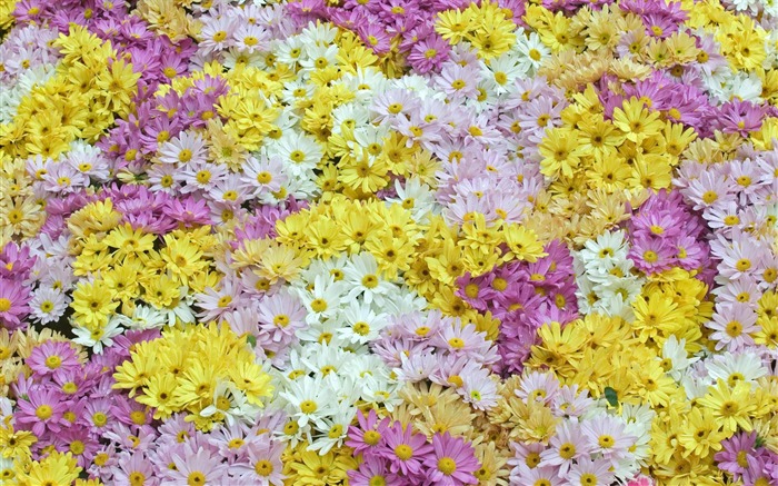 Widescreen-Wallpaper Blumen close-up (12) #6