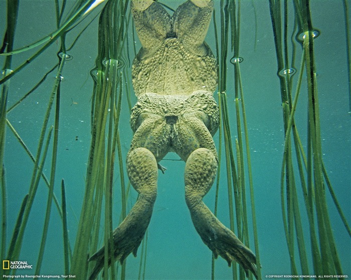 National Geographic Tier Wallpaper Album (7) #10